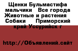 Щенки Бульмастифа мальчики - Все города Животные и растения » Собаки   . Приморский край,Уссурийск г.